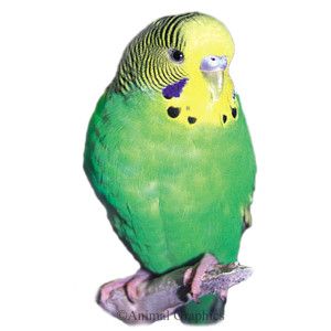 Green Parakeet   Live Pet   Sale   