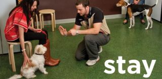  Dog Trainer, Jim Gersonde explains the  Positive Dog 