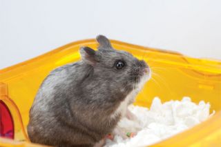 Teacher’s Guide to Classroom Pets   Small Pet  