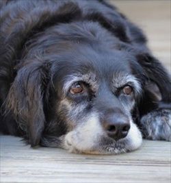 Senior pets can benefit from fatty acids, vitamins, and other 