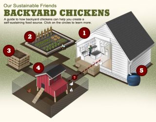 Raising Poultry Expert Advice   Tractor Supply Co.