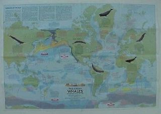 Wall Map GREAT WHALES Orca Humpback Dolphin Narwhal Fin Bowhead Sperm 