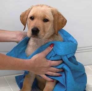Newly listed Worlds Most Absorbent Pet Towel   Cuts Drying time by 70% 