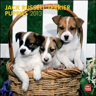 Jack Russell Terrier Puppies 2013 Wall Calendar