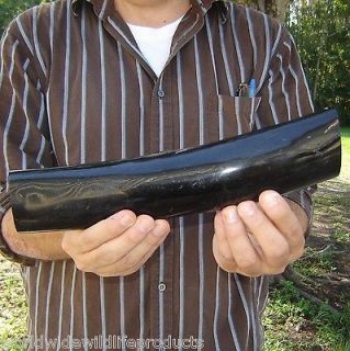   Polished Indian Water Buffalo horn piece taxidermy for carving # B 174