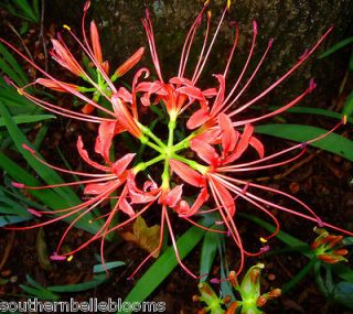 Lycoris Radiata Red Spider Lily   You will recceive10 Large Bulbs