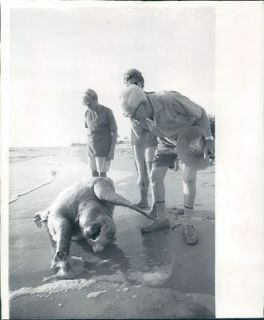 1968 People Examine Washed Up Dead Sea Turtle Redington Beach FL Wire 