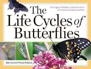 The Life Cycles of Butterflies From Egg to Maturity, a Visual Guide to 