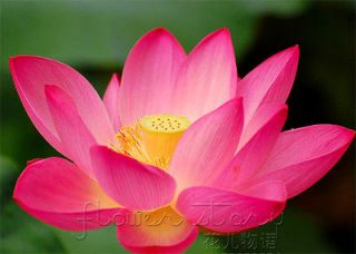 Lotus Seed ★ 10 Cute Red Lantern Flower Elegant Fresh Lovely 