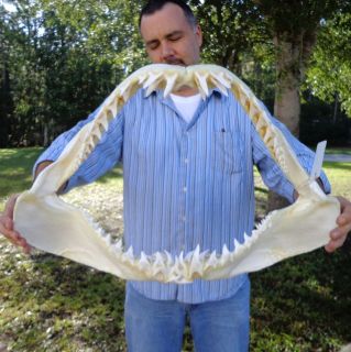 Giant 23 1/2 inch Mako Shark jaw shark teeth taxidermy   real jaw # J 