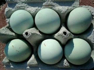 Newly listed 5+ EXTRAS, CREAM LEGBAR hatching eggs **VERY RARE**