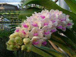 orchid vanda rhynchostylis gigantea spots from france time left
