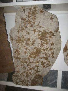 Natural 38x23in Brittle Starfish Selenopeltis Trilobite Fossil 