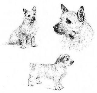 norwich terrier 1963 vintage dog print matted expedited shipping 