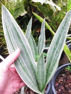   strong variegated siam silver plant from thailand time left