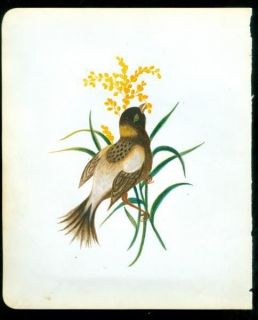 watercolor of perched bird in fall nibbling on wheat returns