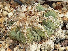 15 aztekium ritteri seeds aztec cactus  2
