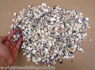 Gallon bag of Small India Mix seashells seashell shells 1/4 to 1 