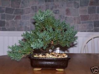 japanese dwarf juniper bonsai tree great gift  24 95 buy it 