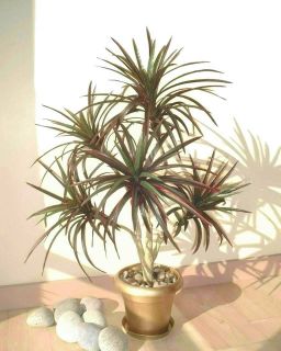 Yucca Palm   3ft (91cm)   Artificial Silk Tree Imitation Replica 