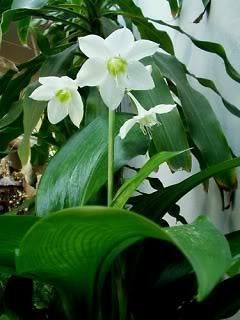 eucharis spp amaryllis lily 3 bulbs free document from thailand