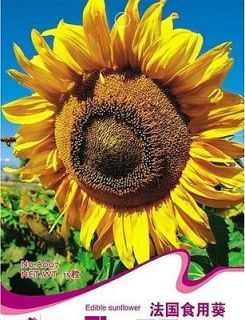 pack 15 seeds france edible sunflower seed flower seed