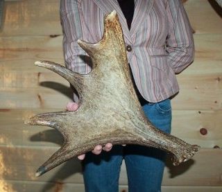 FRESH BROWN MOOSE SHED ANTLER FOR TAXIDERMY ART CRAFTS DOG CHEW DEER 