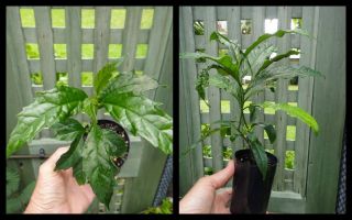   Veil Clerodendrum Nutans Showy Shrub Foot Long Flowers 1 Plant
