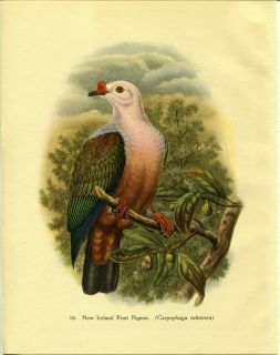 Tropical Birds New Ireland Fruit Pigeon John Gould 1948 Vintage Print 