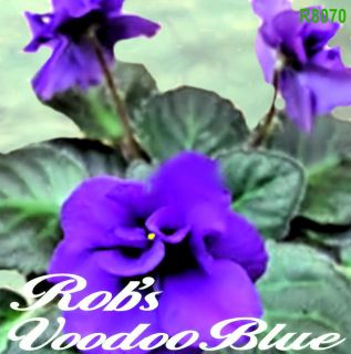 African Violet Plant Robs Voodoo Blue multiple plants in pot Miniature 