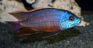 African Cichlids 3 Red Empress Live Fish 