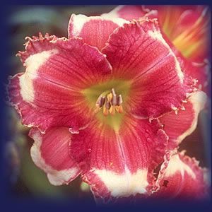 CALLING ALL ANGELS   DF   L4C   Trimmer 2002   DAYLILY