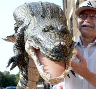 72 Stuffed Alligator Crocodile Giant 6 Feet Long Green