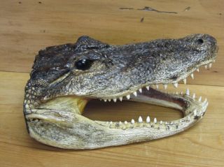 Alligator Head 9 10 Genuine Real Gator American Taxidermy Reptile 