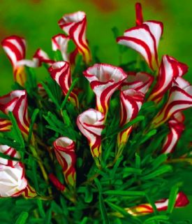 Oxalis Versicolor 3 Bulbs Candy Cane Flowers Super RARE