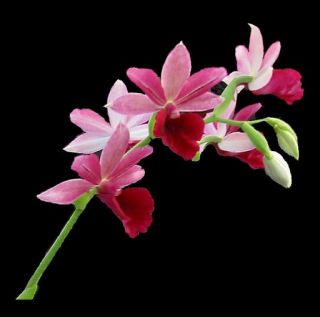 Phaius Alliance Orchid Plant Collection 4 Different Plants PHA098 