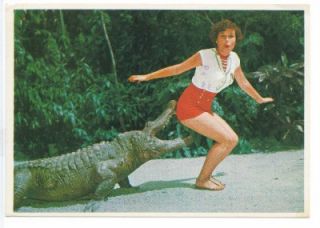 alligators enjoy visitors to florida vintage p c