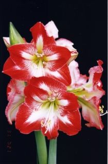 Hippeastrum Amaryllis Bulb Minerva Large Flower