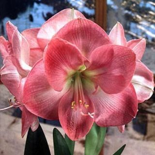 Amaryllis Susan Bulb