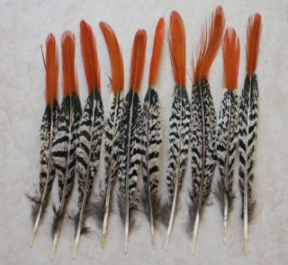   Tipped 8 10 Lady Amherst Amhurst Pheasant Tail Feather, Cynthias
