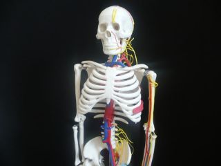   Anatomical Model with Nerves and Blood Vessels   Medical Anatomy