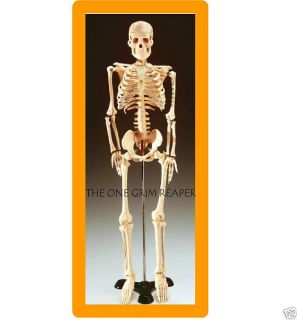 Mr Thrifty 33 Human Skeleton Anatomical Anatomy Model