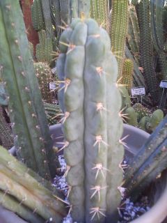 Trichocereus Peruvianus Ancash 12 Cutting