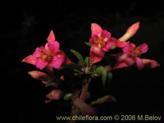 Image of Fuchsia lycioides (Palo de yegua / Palo falso)