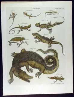 1790 Andrew Bell Antique Print of Various Lacerta or Lizards 