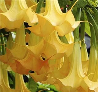 Yellow Angels Trumpet Seed * BRUGMANSIA * Devil Plant Flower 