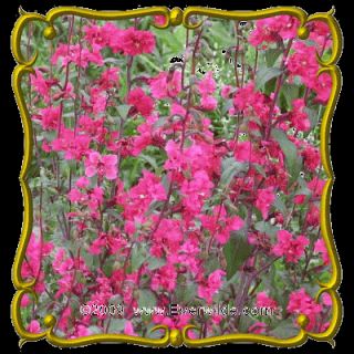 Clarkia Jumbo Wildflower Seed Packet 2000