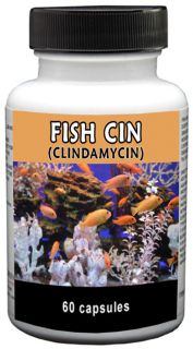Antibiotics Fish CIN Clindamycin 150mg 60 Count Pharmacy Grade
