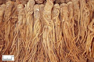 1lb Angelica Polymorpha Max Chinese Angelica Root