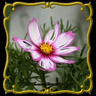 Cosmos Candystripe Wildflower Seeds.gif